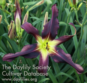 Daylily Dark Bat